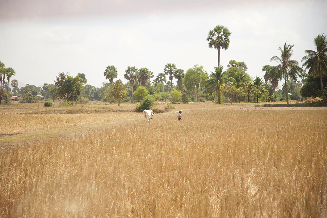 Picture of field in one of the poorest villages in Cambodia. Sponsorship helps the families in these communities.