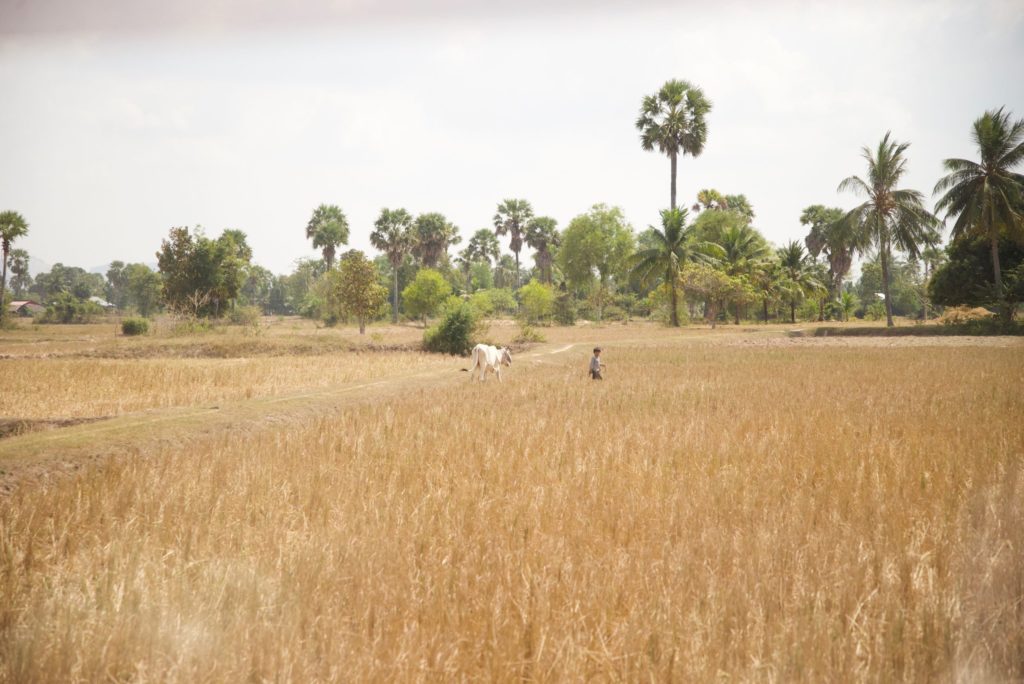 Dead fields of rice spread for miles and miles in Cambodia due to chronic drought