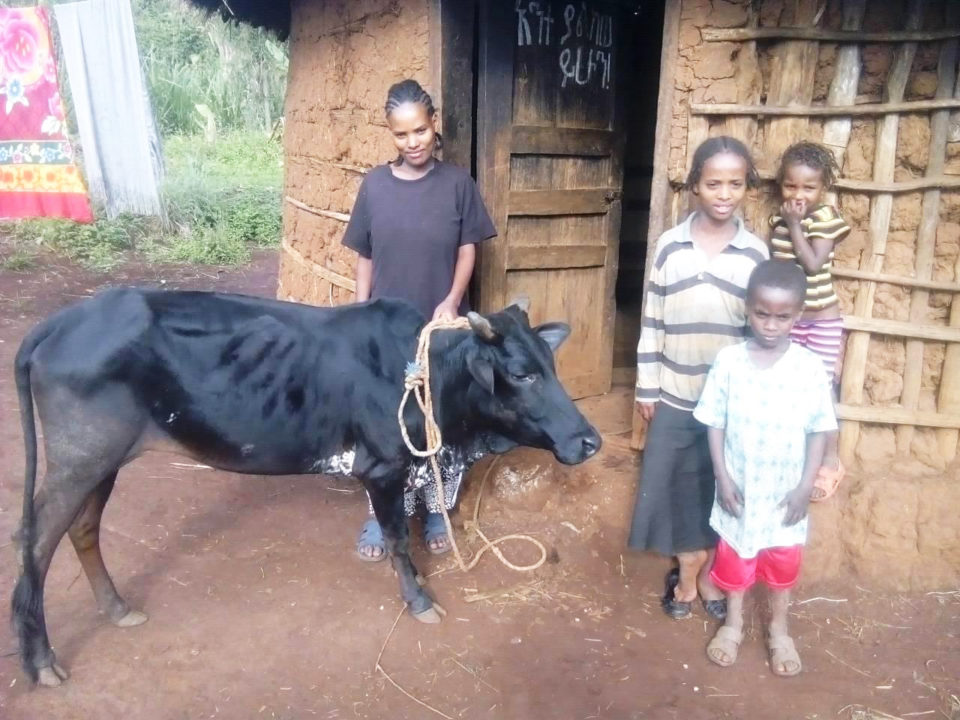 Meselech's cow is now full grown, and recently gave birth. Any day now, it will begin producing milk. 