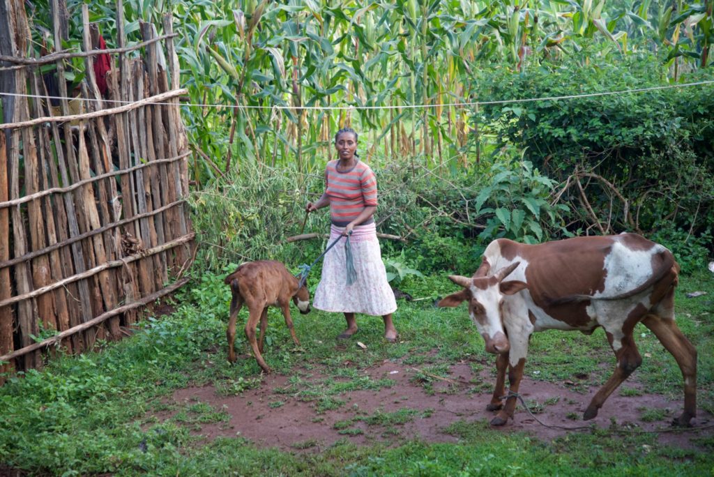 Treza with her cow and the cow's calf.