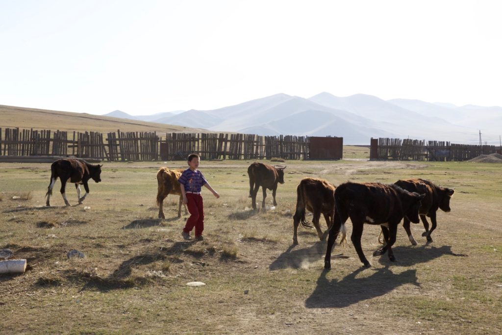 Munkhtulga walks among the cows on the farm. 