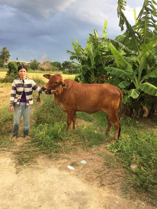 Dat's mom stands beside the cow she received from a generous Holt donor to replace the cow she had to sell to pay off debts. 