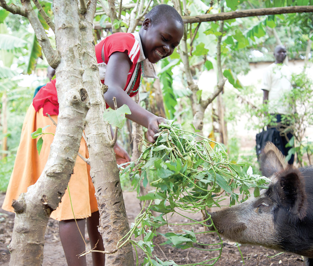 a girl feeding a large pig