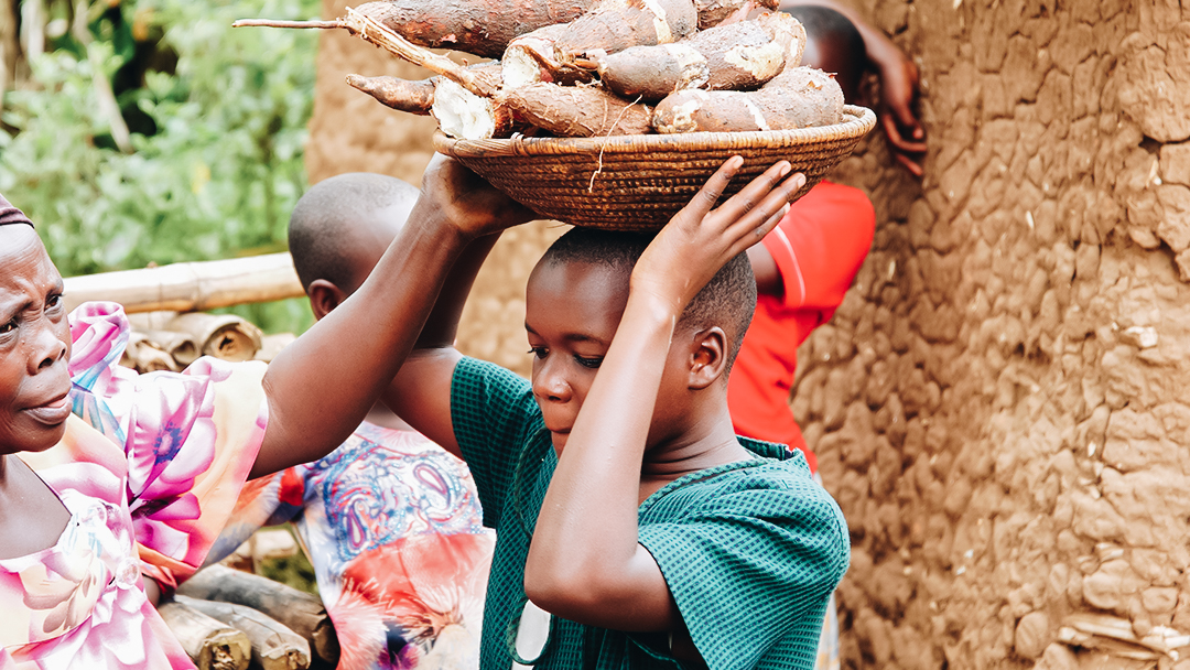 a girl with a basket of cassava on her head