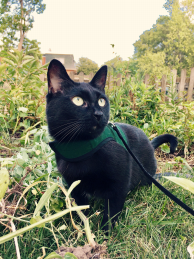 black cat with yellow eyes wearing green harness