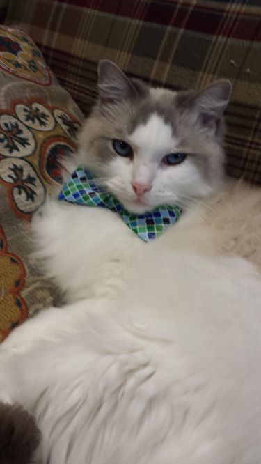 grey and white fluffy cat with blue bow tie