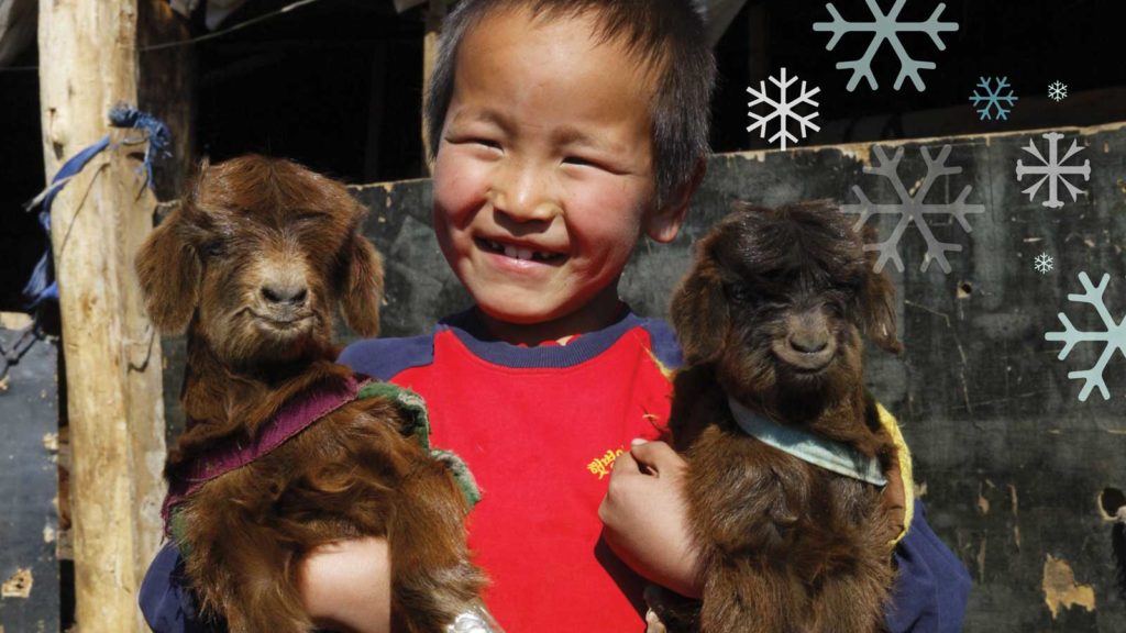 Mongolian Boy holding goats