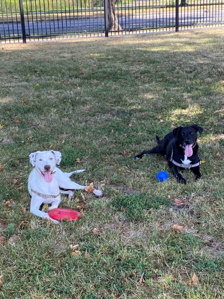 white dog with red frisbee laying by black dog with blue ball