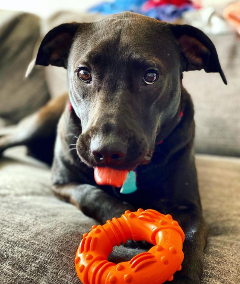 black lab with tongue sticking out holding orange chew toy