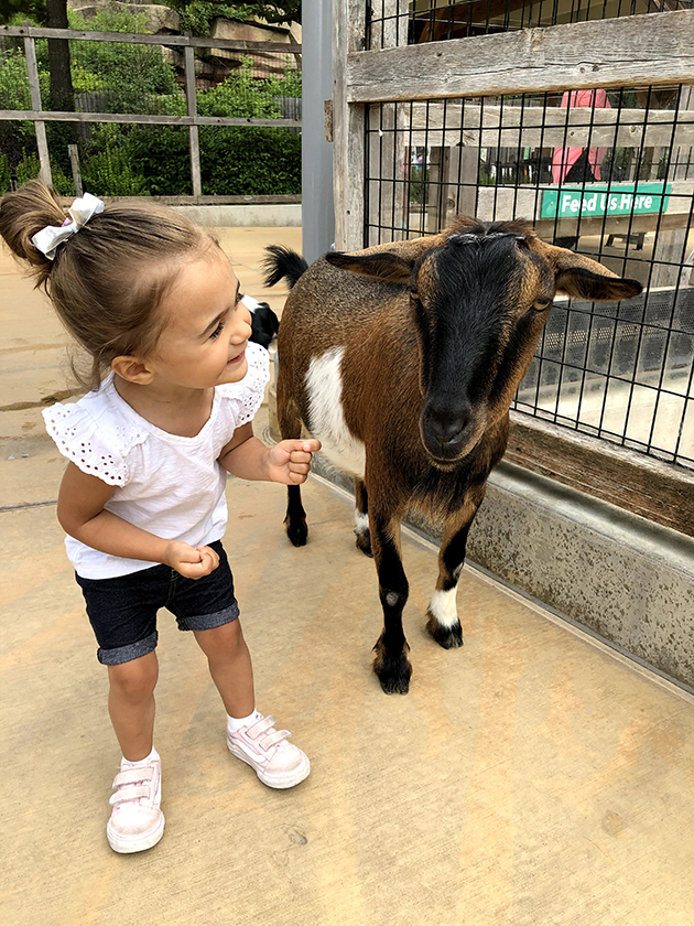 little girl looking at a brown goat and smiling