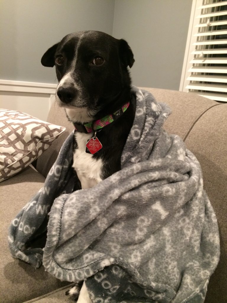 black and white dog wrapped in grey blanket