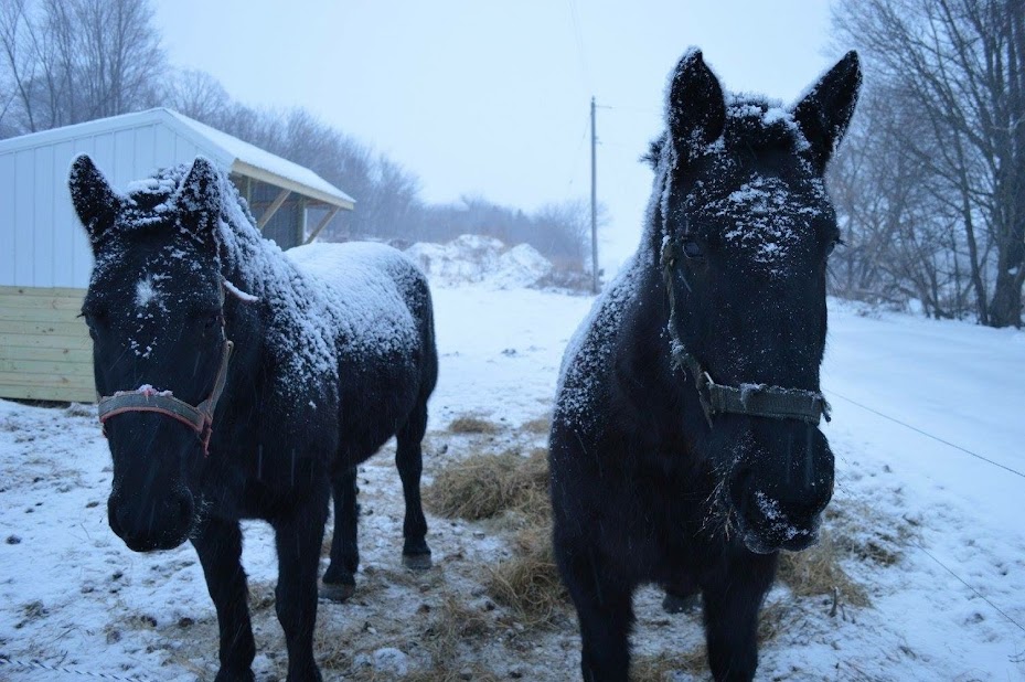 two black horses walking in the snow