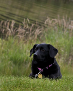 black lab laying in a field