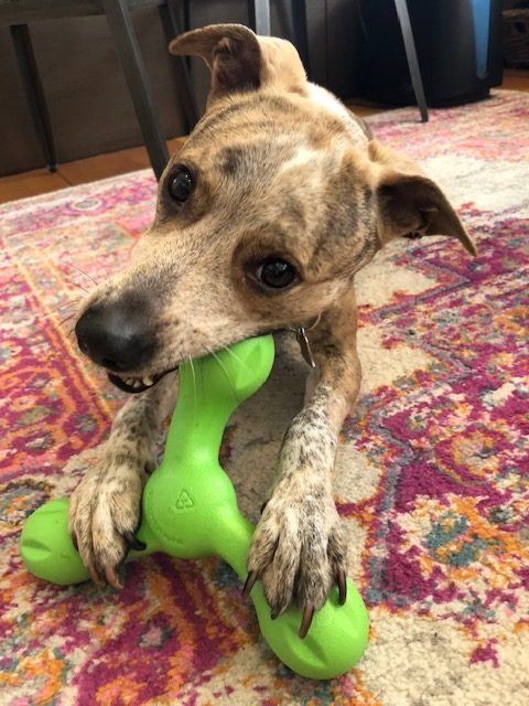 light brown dog chewing on green toy