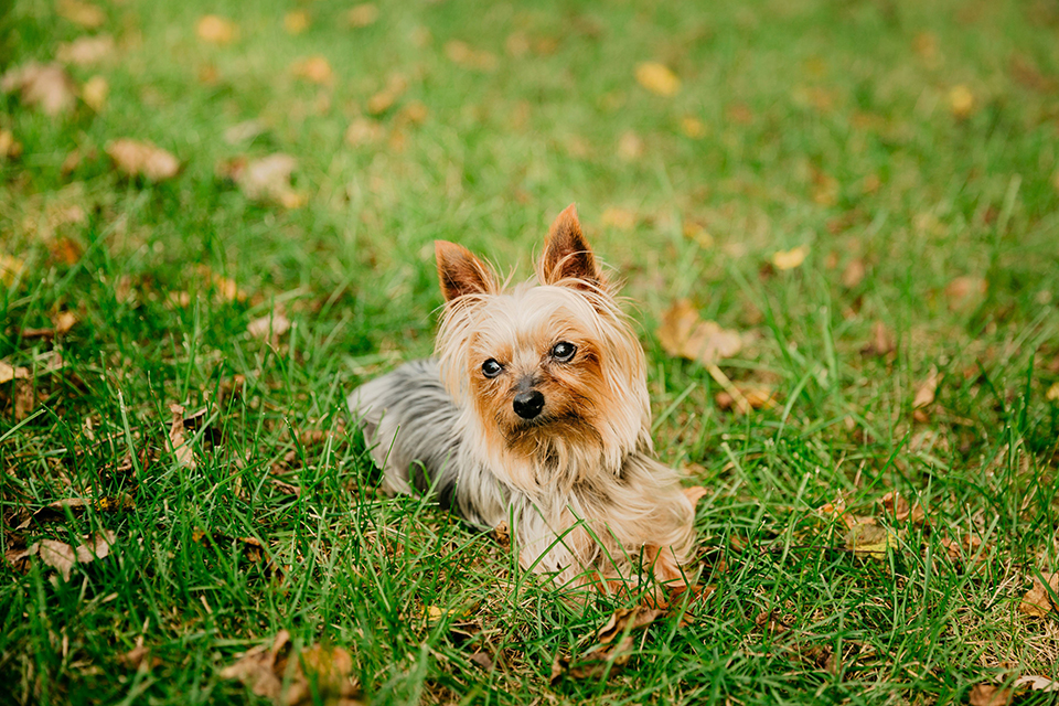yorkshire terrier laying in grass