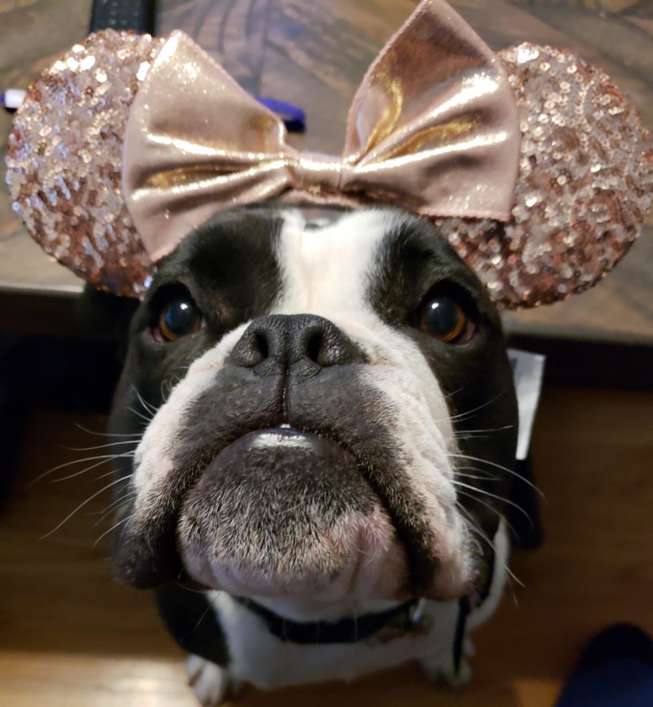 black and white dog wearing sparkly pink mouse ears