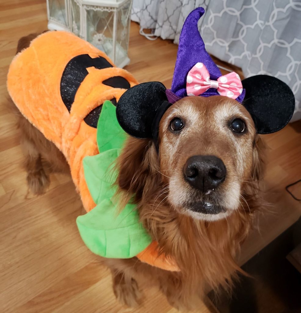long haired golden dog wearing pumpkin costume