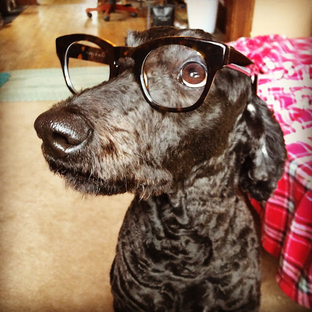 black dog wearing glasses