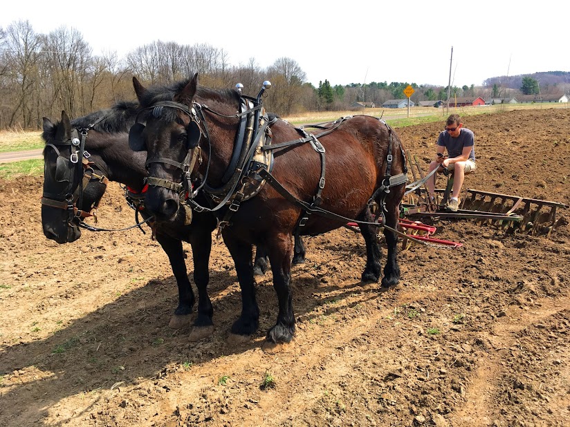 man working with two brown horses