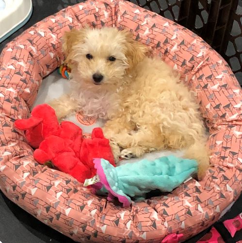 fluffy small golden dog laying in pink dog bed with two toys