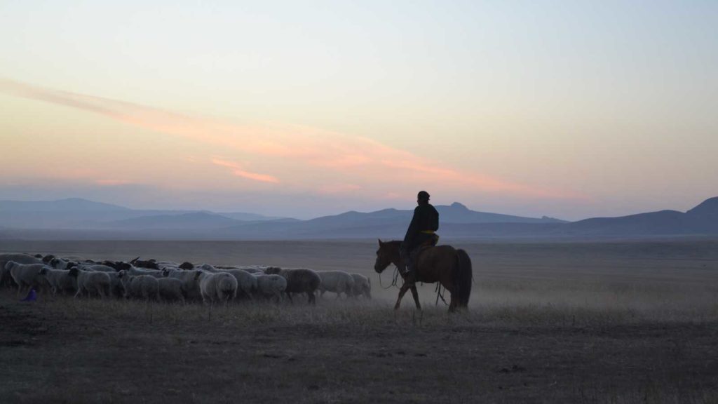 Man herds cattle in Mongolia