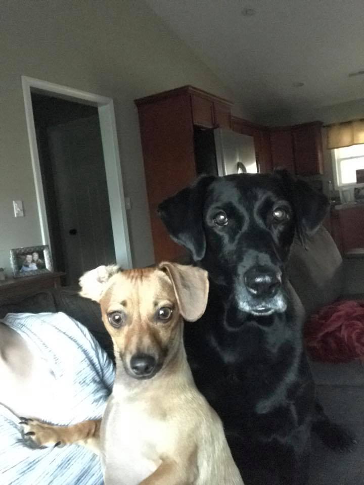 one light brown dog sitting by one large black dog