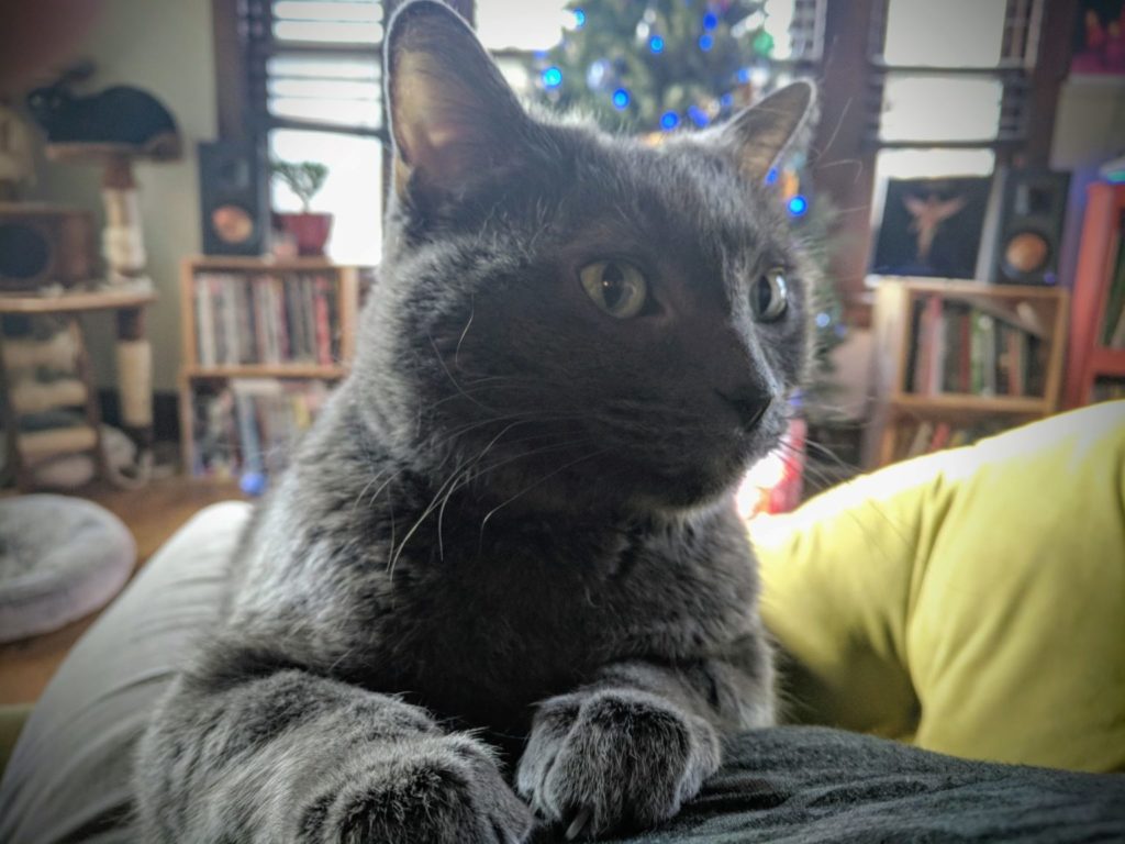 grey cat with green eyes