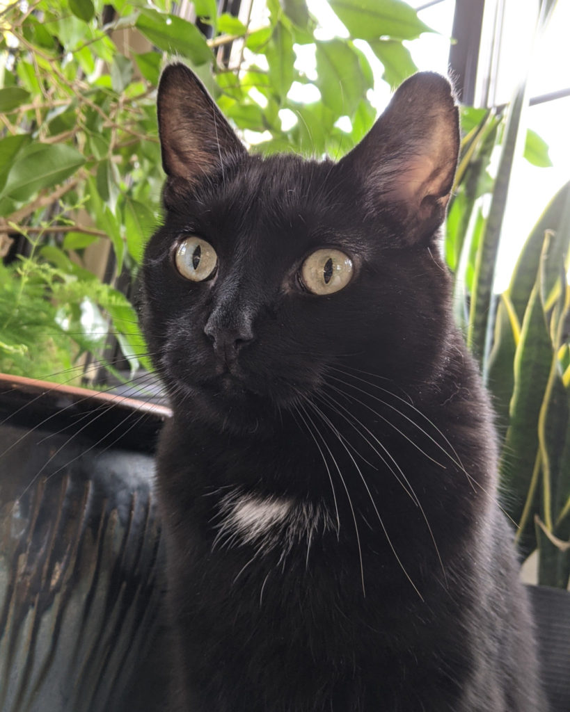 black cat with yellow eyes