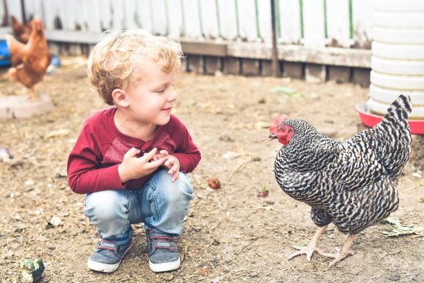 little boy crouching looking at chicken