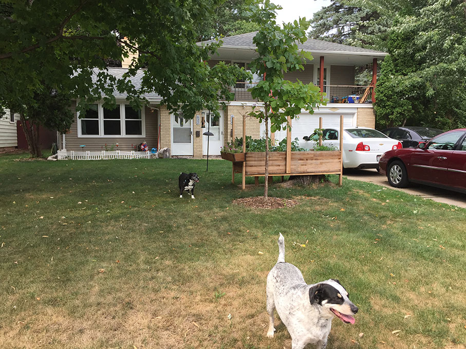 two black and white dogs in the front yard of two story light brown brick house