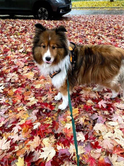 brown and white dog standing among red and yellow autumn leaves