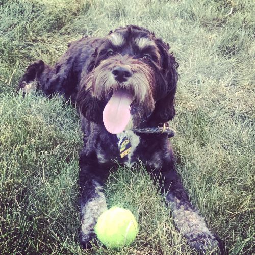 fluffy black and white dog laying in grass with tennis ball