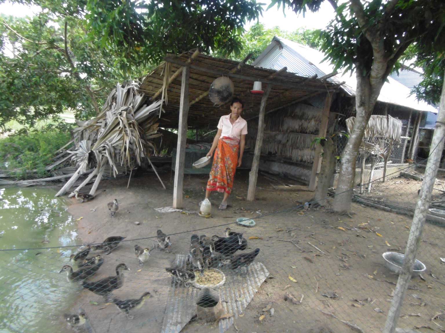 woman feeding chickens in Cambodia