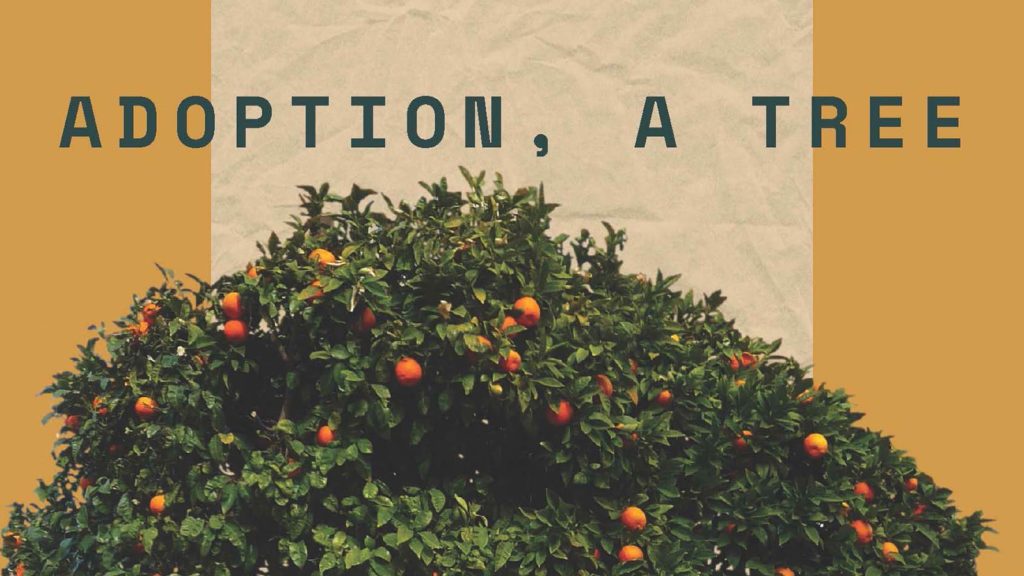 a collage of an orange tree and the words adoption a tree
