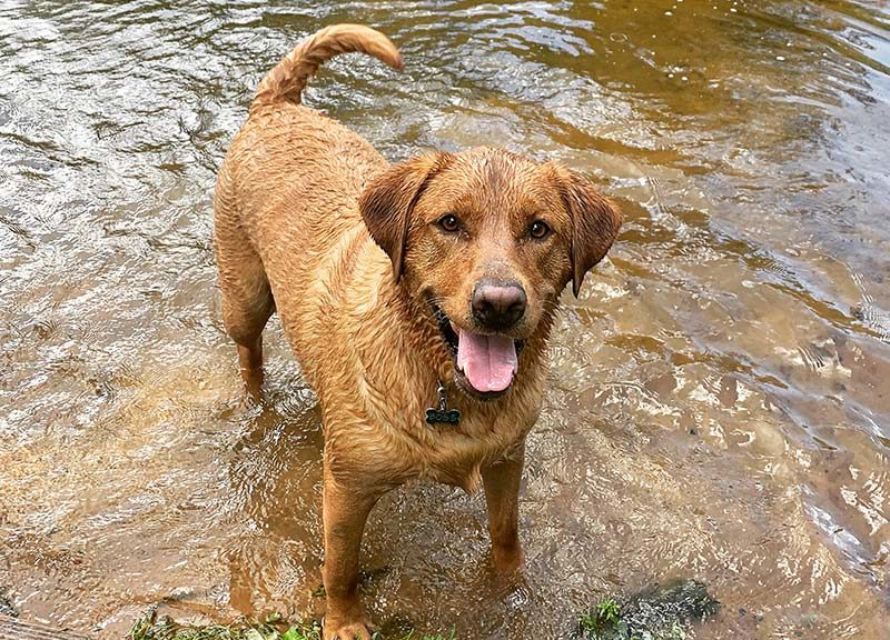 happy dog playing in the water