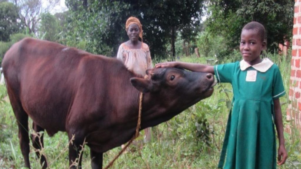 girl standing next to brown cow gift of hope