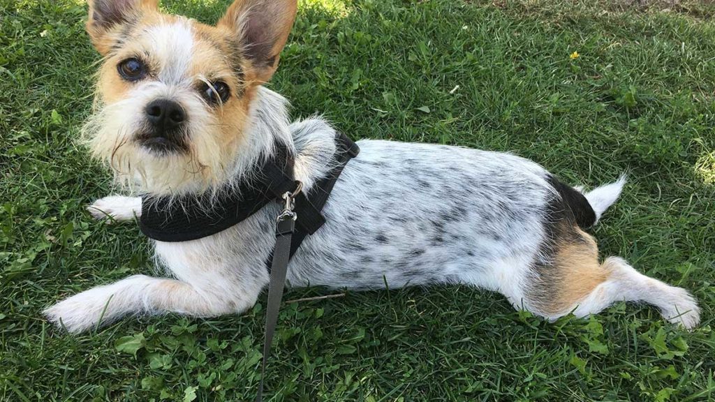 dog laying in grass