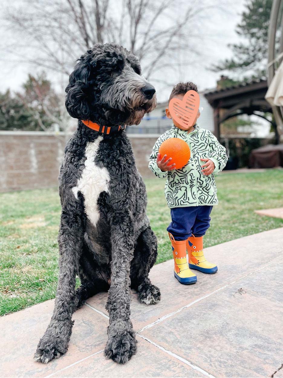 toddler in rain boots stands next to large dog