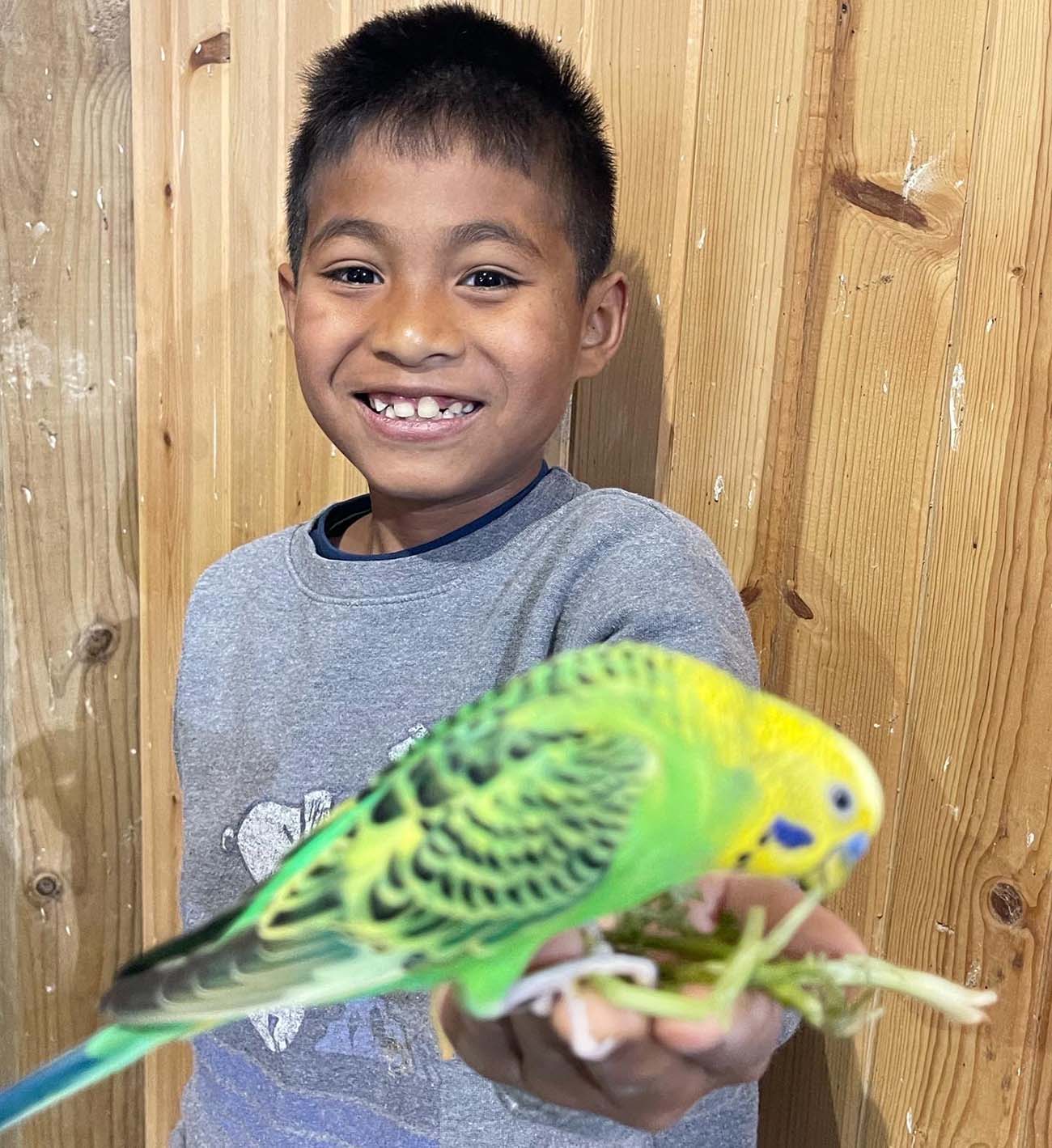 Little boy in grey sweatshirt grins with a bright yellow and green parrot eating out of his hand