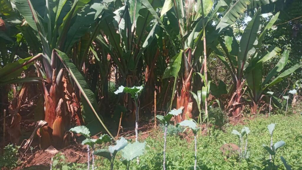 Garden in Ethiopia