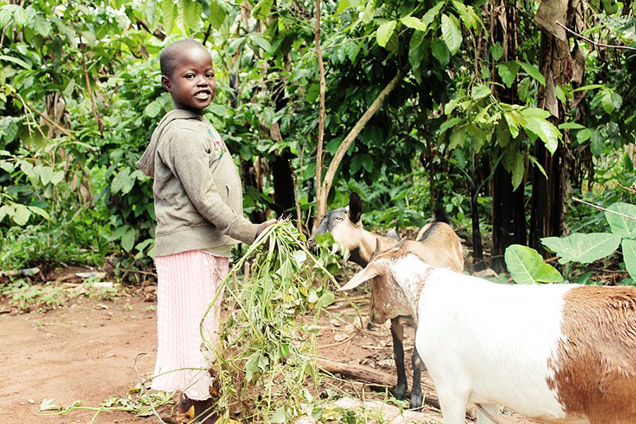 Little girl feeds goats