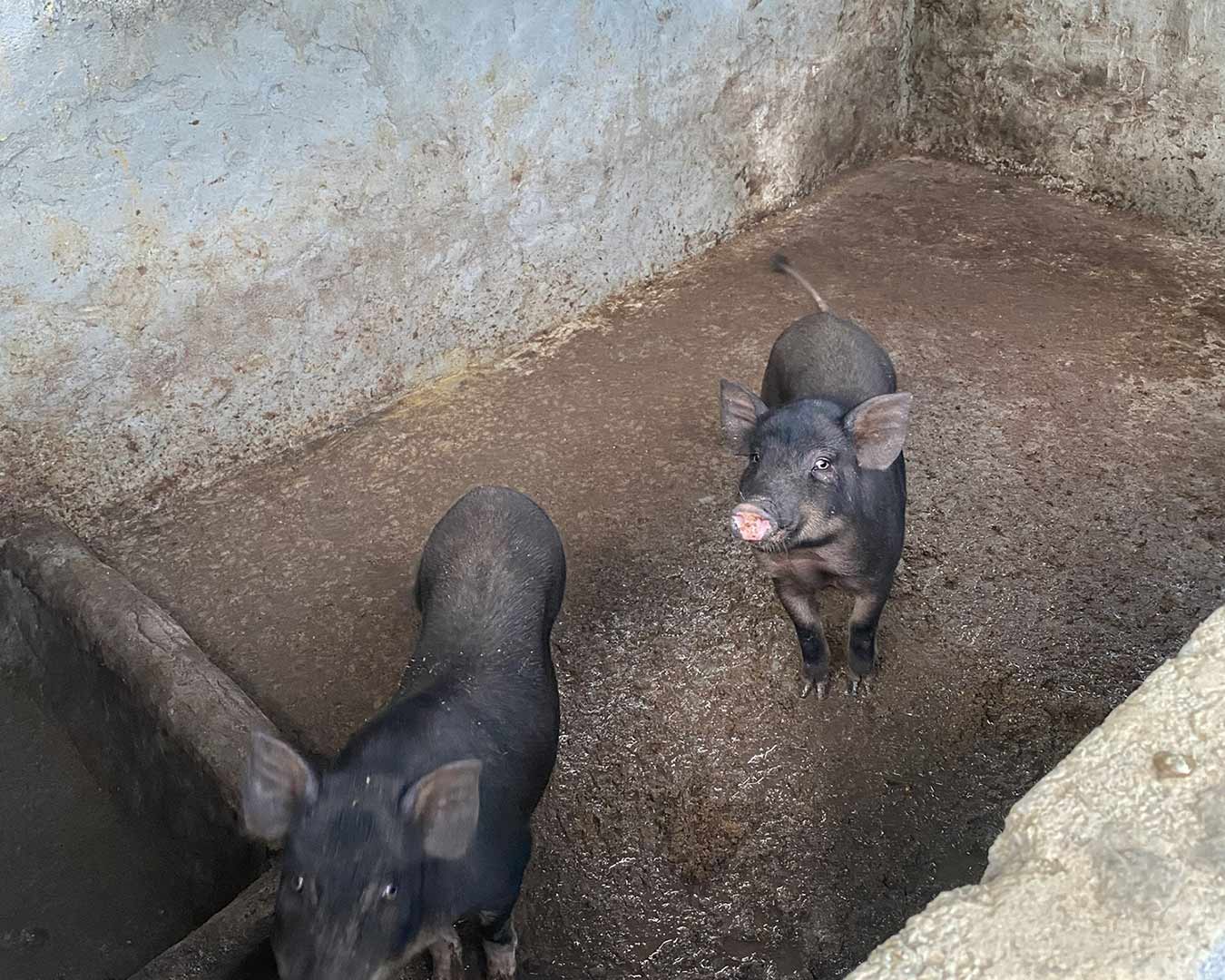 Two pigs in a cement pigsty